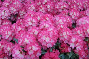 Rhododendron yak 'Fantastica'