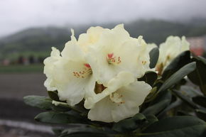 Rhododendron yak 'Flava'