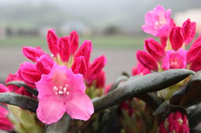 Rhododendron yak 'Kalinka'