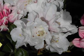 Rhododendron yak 'Koichiro Wada'