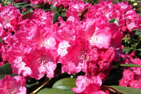 Rhododendron yak 'Morgenrot'