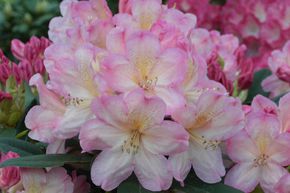 Rhododendron yak 'Percy Wiseman'