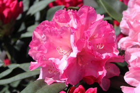 Rhododendron yak 'Pink Cherub'