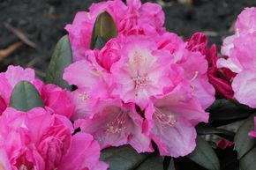 Rhododendron yak 'Polaris'