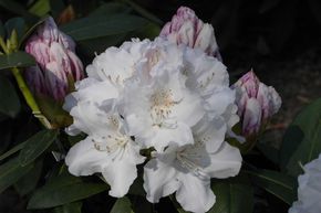 Rhododendron yak 'Schneekrone'