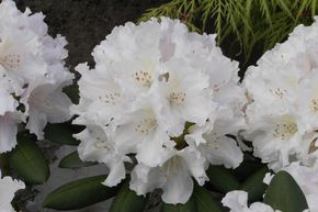 Rhododendron yak 'Schneewolke'