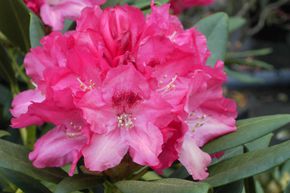 Rhododendron 'Sneezy'