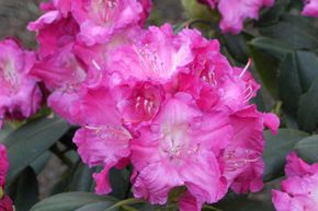 Rhododendron 'Tatjana'