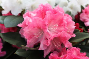 Rhododendron 'Tina Heinje' INKARHO