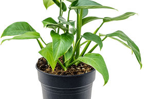 Rhodospatha latifolia