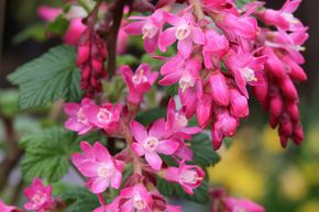 Groseillier sanguin 'Pulborough Scarlet'