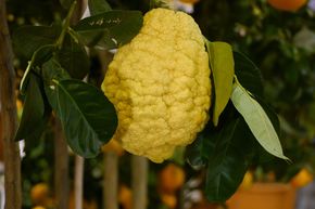 C�drat � gros fruits grumeleux