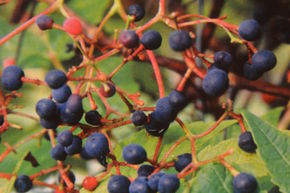Vigne Vierge