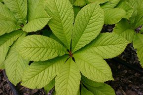 Rodgersia � feuilles de marronnier