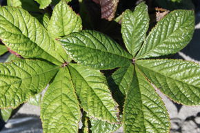 Rodgersia � feuille penn�e