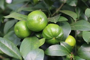 Limette, Limonette, Citron bergamote, Limettier doux 'Pursha'