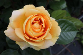 Rosier 'Candlelight'