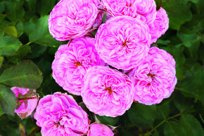 Rosier 'Allure Winterjewel�'