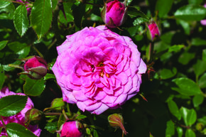 Rosier 'Asteria Pixie�'