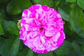 Rosier 'Gaudy Pixie�'