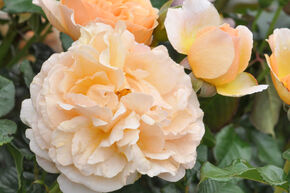 Rosier 'Jordi Roca�'