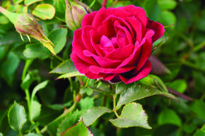 Rosier 'Mauve Pixie�'