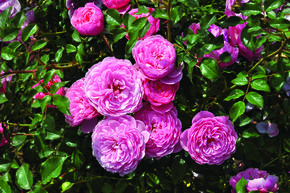 Rosier 'Punch Pixie�'