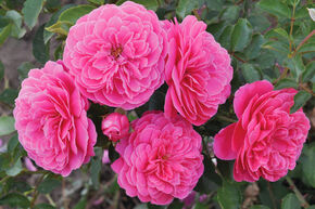 Rosier 'Raspberry�'