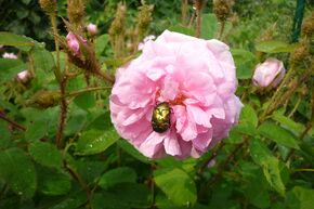 Rosier Ancien 'Muscosa'