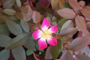 Rosier sauvage (glauca)