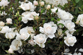 Rosier 'Milky Pixie�'