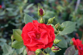 Rosier Allotria