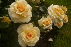 Rosier Angie�