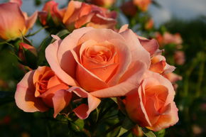 Rosier Aprikola�
