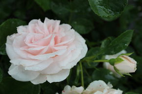 Rosier 'Aspirin�'