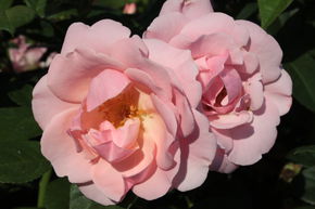 Rosier Astrid Lindgren�