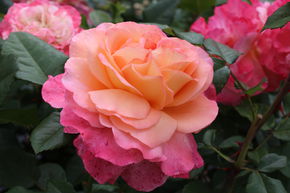 Rosier Augusta Luise�