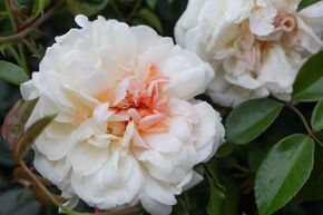 Rosier 'Auguste Gervais�'