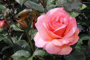 Rosier 'Belle du Seigneur�'