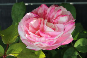 Rosier Billet Doux�