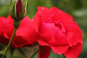 Rosier Black Forest Rosier�