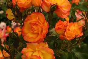 Rosier Bonanza�