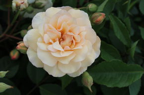 Rosier 'Buff Beauty'