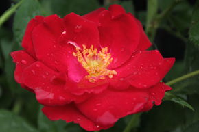 Rosier 'Champlain'