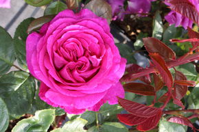 Rosier 'Chartreuse de Parme�'