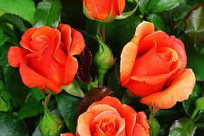 Rosier Cerise Brandy� 85