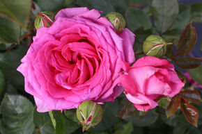 Rose 'Claire Marshall'