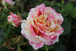 Rosier Claude Monet�