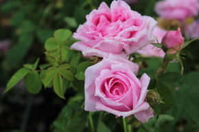 Rosier 'Comte de Chambord'