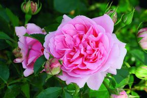 Rosier � Massif 'Comtesse de S�gur�'